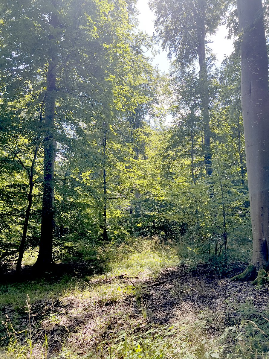 Odsherred Forest