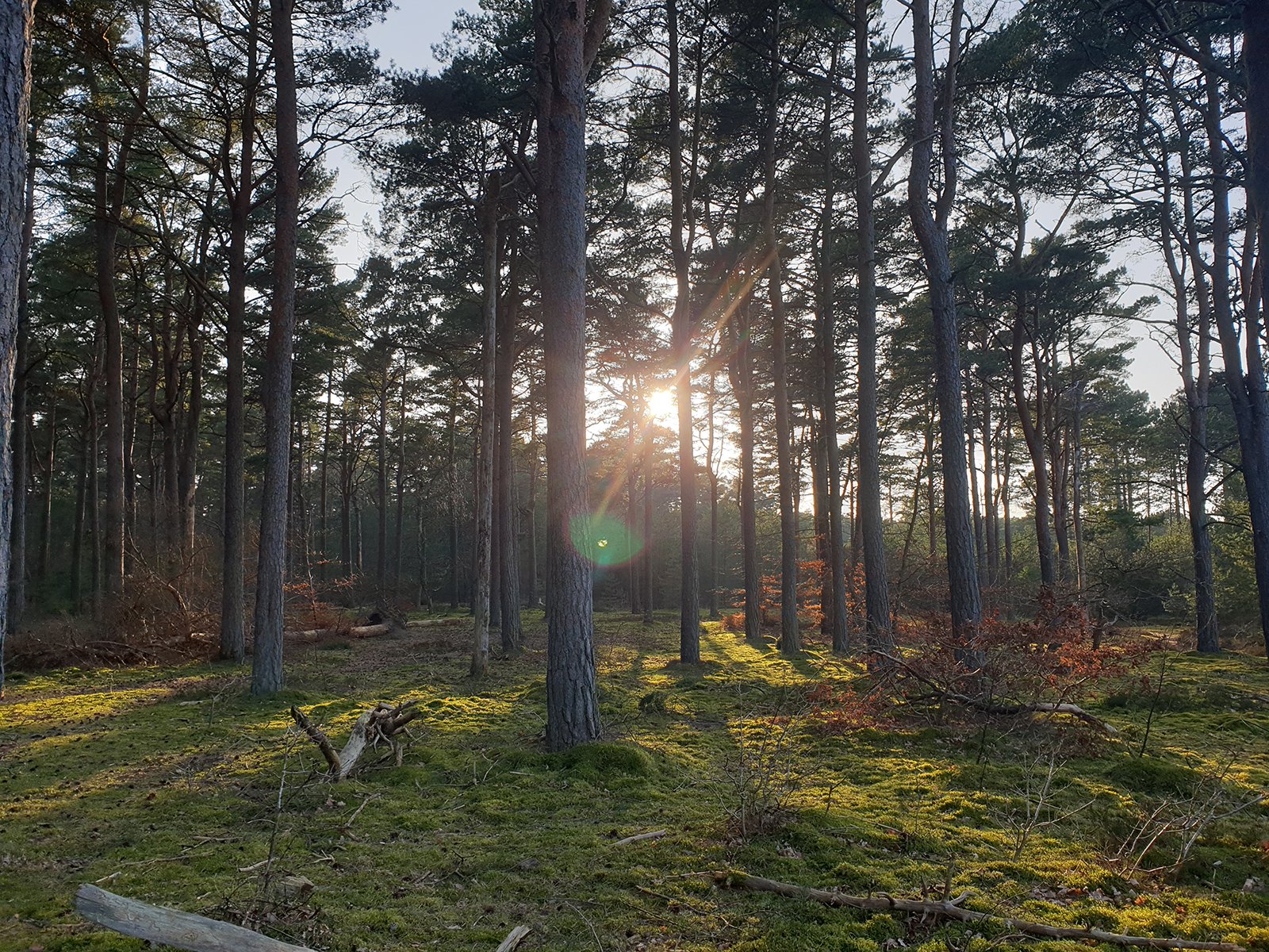 Forest in Odsherred