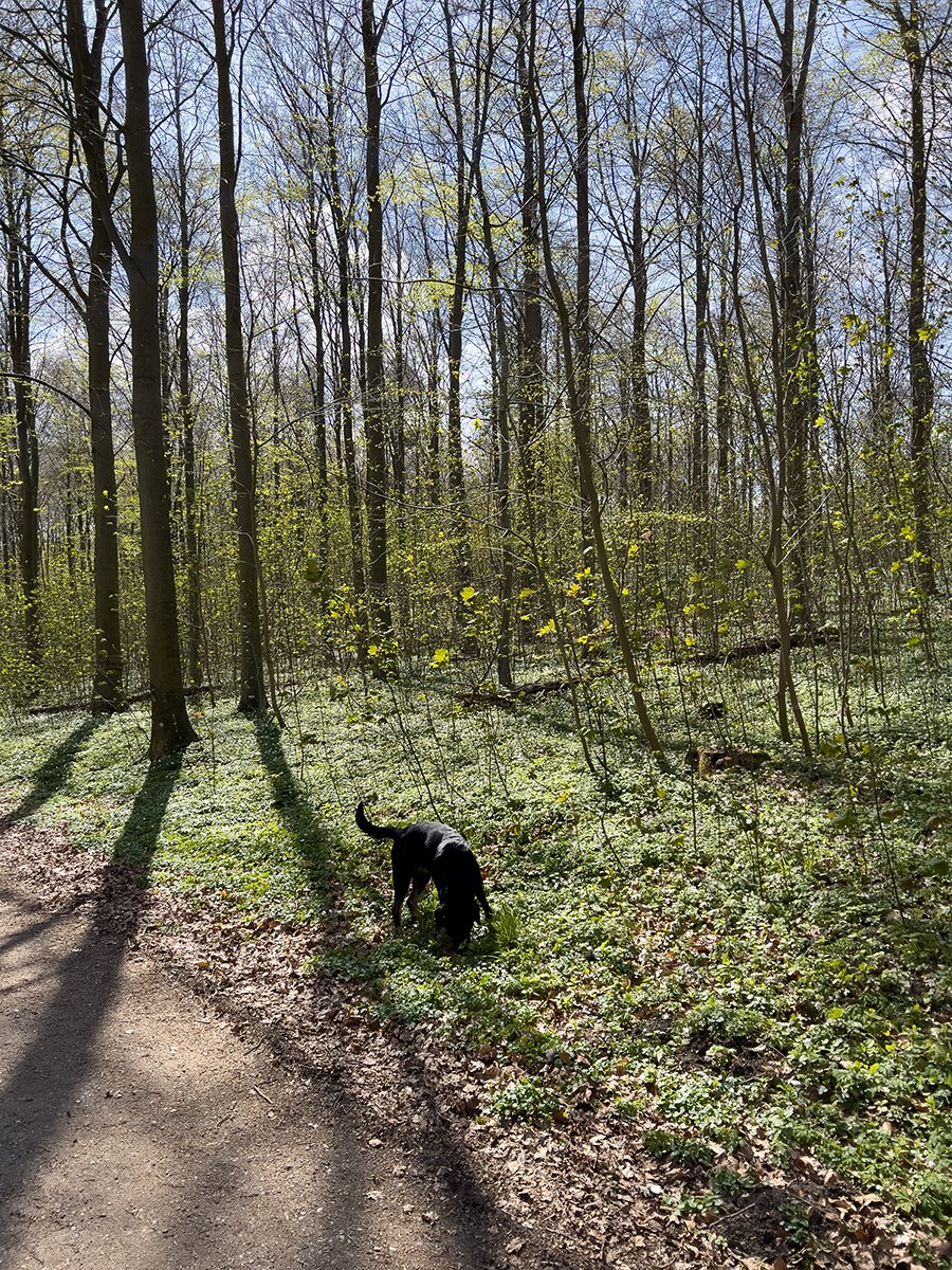 Morning Walk in Forest